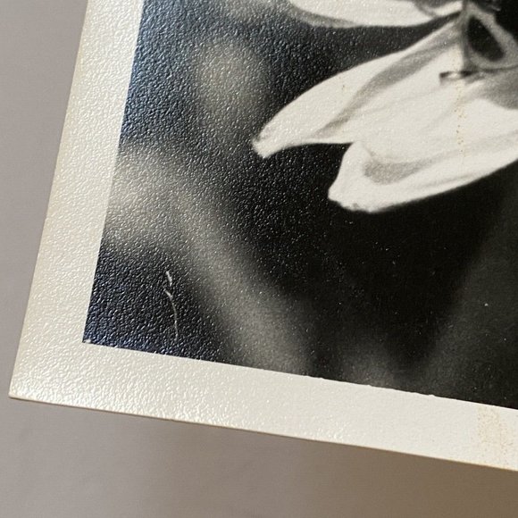 c1970 Original Ladybugs Black White Photograph Steven Willhite Glen Ellen IL - Picture 4 of 7